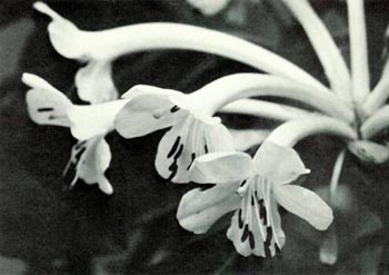 R. goodenoughii