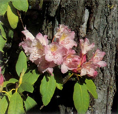 R. macrophyllum and Douglas Fir