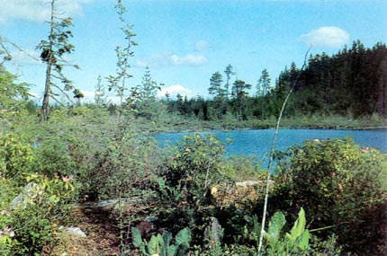 R. macrophyllum, Yellow Skunk Cabbage in 
bog habitat