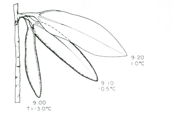 Changes in leaf orientation in winter