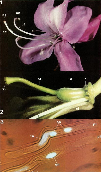 Flower parts