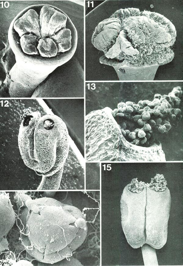 Rhododendron stigmas, anthers and pollen