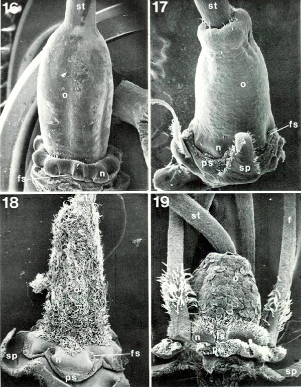 Rhododendron ovaries with nectary