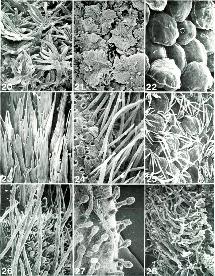 Rhododendron ovary hairs