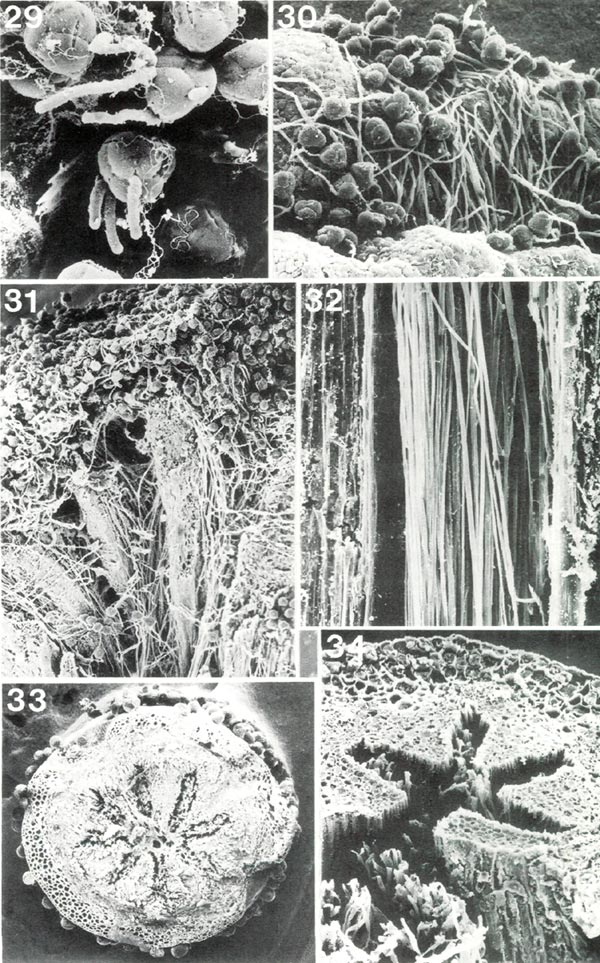 Rhododendron pollen tubes on stigma and in style