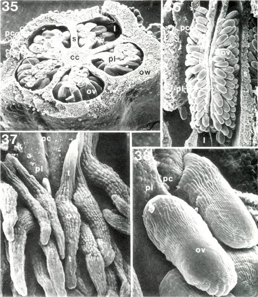 Rhododendron ovaries and ovules