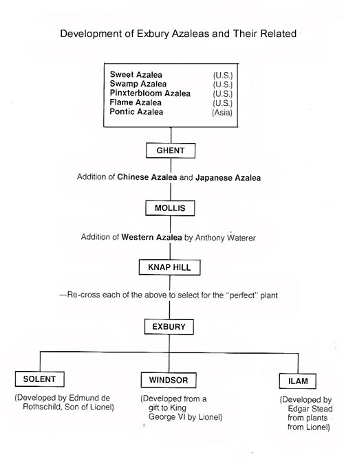 Development of Exbury Azaleas