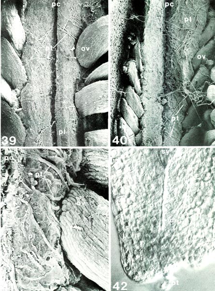 Rhododendron pollen tubes in ovary locule and ovule