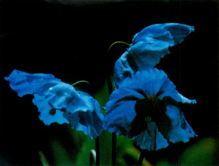 Meconopsis