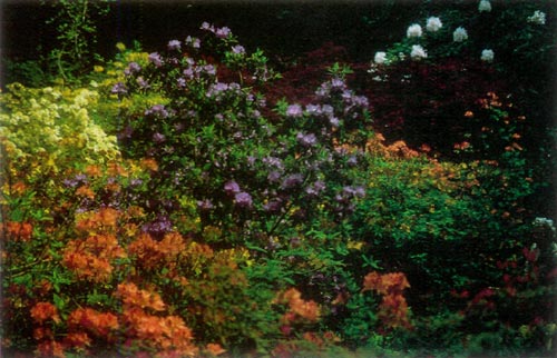 Azaleas and |apanese maples