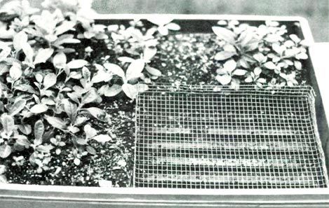 Trays for growing seedlings