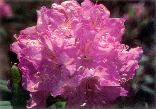 R. macrophyllum 85-1