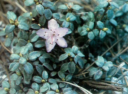 Unnamed lepidote rhododendron