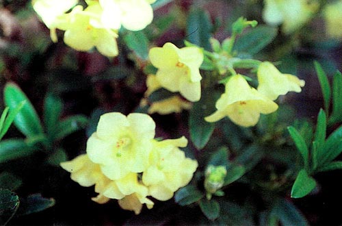 R. luteiflorum