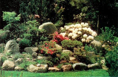 Dr. Jacobsen's rock garden