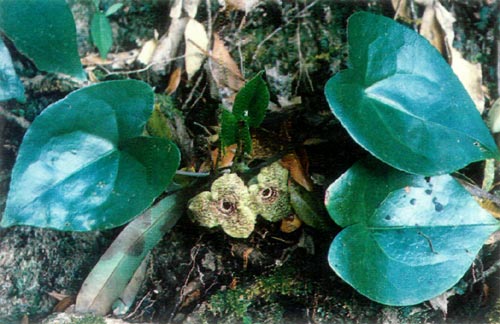 Asarum yakushimense in bloom