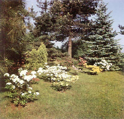 Rhododendron Garden In Czechoslovakia