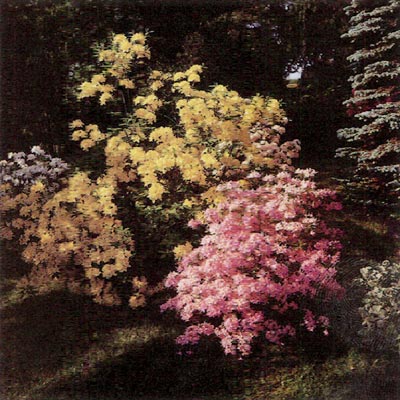 Rhododendron Garden In Czechoslovakia