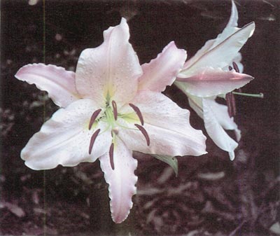 'Stella Crozier'