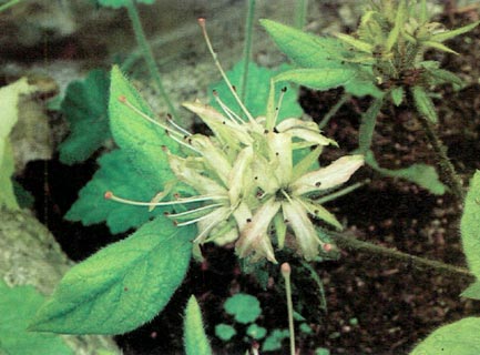 R. macrogemmum