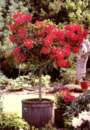 R. 'Elizabeth' grown as a standard