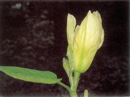 Magnolia 'Elizabeth'