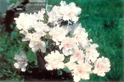 R. 'Pink Petals'