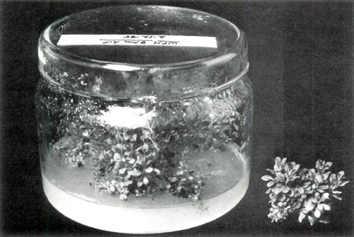 Tissue culture of R. chapmanii