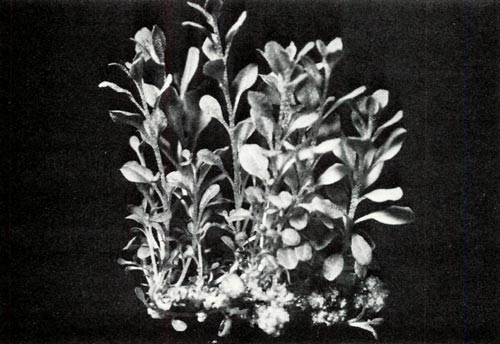 Tissue culture of R. chapmanii