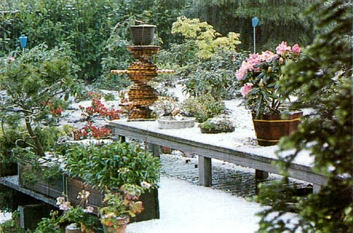 Hail in rhododendron garden.