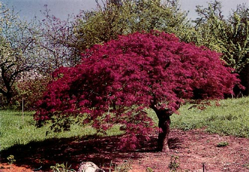 Japanese maple.