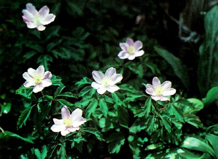 Anemone nemorosa