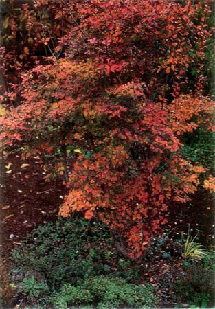 Enkianthus campanulatus