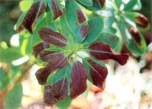 Burned foliage