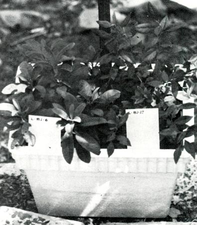 Rhododendron seedlings