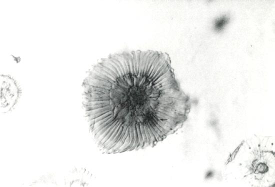 R. chryseum scale and oil droplet