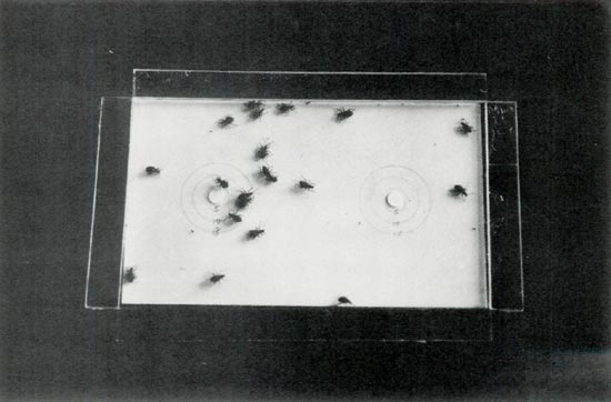 Root weevils repelled by germacrone