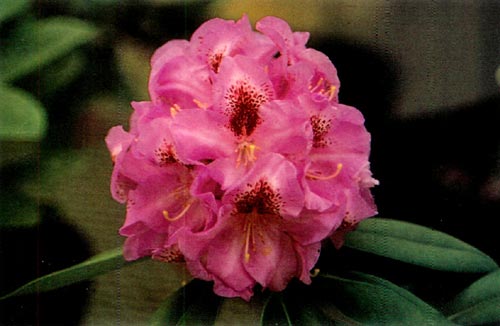 R. 'Ben Mosley' x R. 'Calsap'