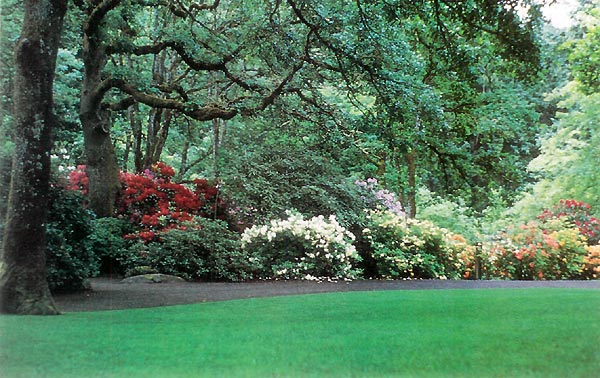 Hendricks Park Rhododendron Garden