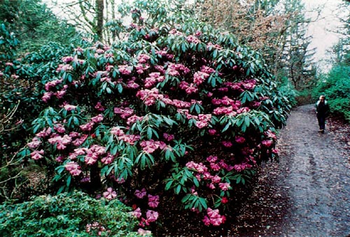 Rhododendron ririei