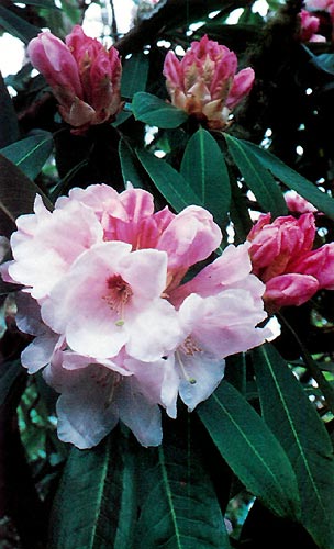 R. 'Avalanche Alpine Glow'