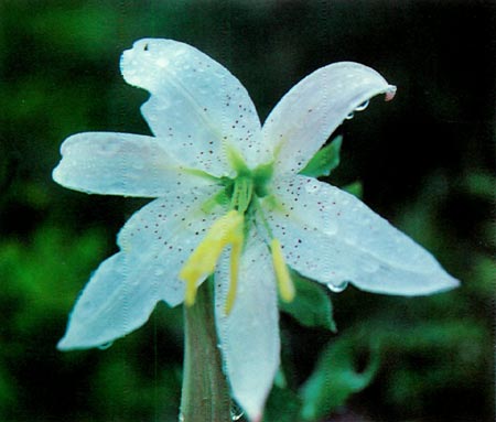 Lilium washingtonianum