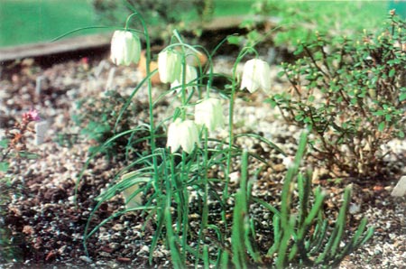 Fritillaria meleagris alba