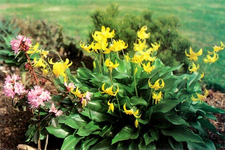 Erythroniurn tuolumnense