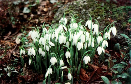 Galanthus elwesi