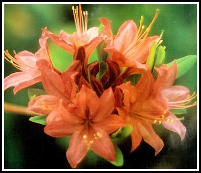 F-2 Hybrid azalea