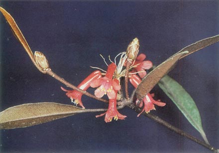 R. malayanum