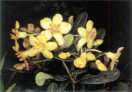 R. kawakamii var. flaviflorum