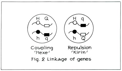 Linkage of genes.