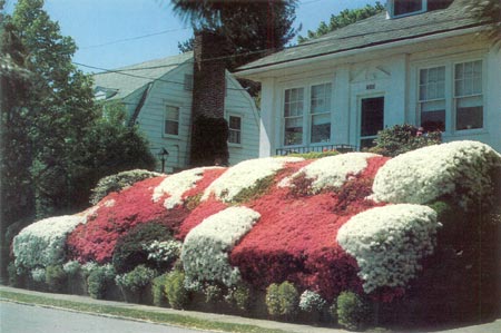 Sheared azaleas